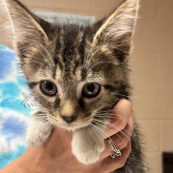 Dewey -  Domestic Short Hair Cat for Adoption in Newport, North Carolina - Dewey | PetCurious