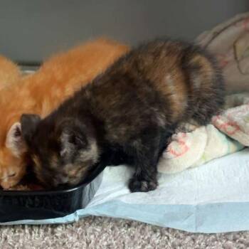 Whistle -  Domestic Short Hair Cat for Adoption in Nashville, Tennessee - Whistle | PetCurious