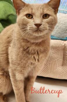 Rescue Domestic Short Hair Cats for Adoption in Muskegon, Michigan - BUTTERCUP | PetCurious