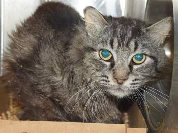 A924328 -  Domestic Long Hair Cat for Adoption in Sacramento, California - A924328 | PetCurious