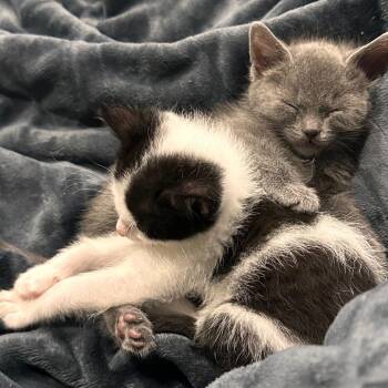 Domestic Short Hair Cats Available for Adoption in Walker, Michigan - Peppermint | PetCurious