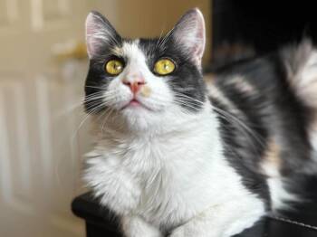 Serena -  Domestic Short Hair Cat for Adoption in Las Vegas, Nevada - Serena | PetCurious
