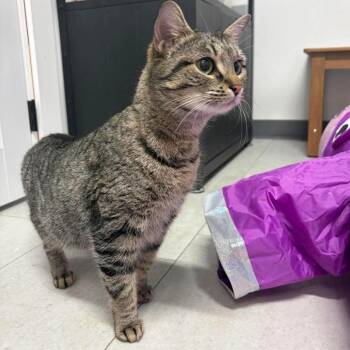 Margo ARC2026-219 -  Domestic Short Hair Cat for Adoption in Akron, New York - Margo ARC2026-219 | PetCurious