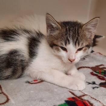 Domestic Short Hair Cats Available for Adoption in Watertown, New York - Lime | PetCurious