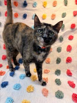 Petty -  Domestic Short Hair Cat for Adoption in Denham Springs, Louisiana - Petty | PetCurious