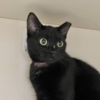 Rescue Domestic Short Hair Cats for Adoption in Victor, New York - Annette | PetCurious