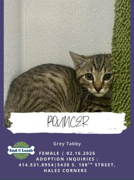 Domestic Short Hair Cats Available for Adoption in Muskego, Wisconsin - Pouncer - Adorable Kitten | PetCurious