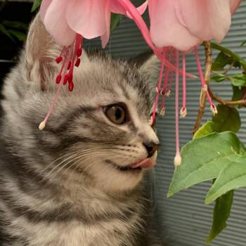 Domestic Short Hair Cats Available for Adoption in Tustin, California - Annie | PetCurious