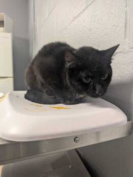 Rescue Domestic Short Hair Cats for Adoption in Cincinnati, Ohio - Birdie | PetCurious