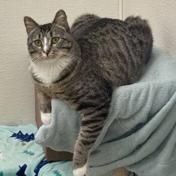 Tabby Cats Available for Adoption - Forney | PetCurious