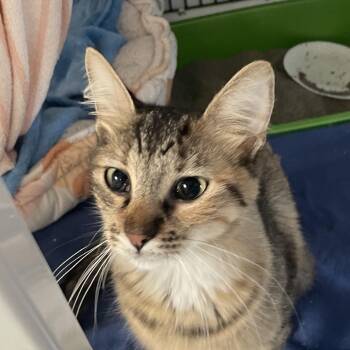 Nirvana -  Domestic Medium Hair Cat for Adoption in Chicago, Illinois - Nirvana | PetCurious