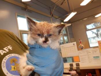CRUNCHWRAP -  Domestic Short Hair Cat for Adoption in San Jose, California - CRUNCHWRAP | PetCurious