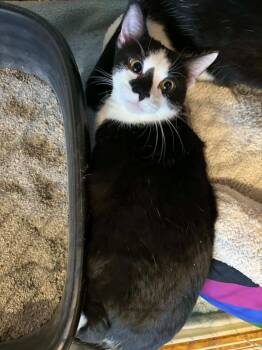 Domestic Short Hair Cats Available for Adoption in Webster Groves, Missouri - Screech (Bonded With Bayonetta) | PetCurious
