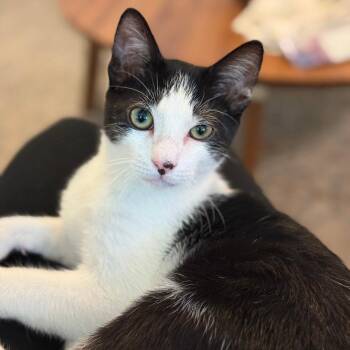 Dratini -  Domestic Short Hair Cat for Adoption in Dallas, Texas - Dratini | PetCurious