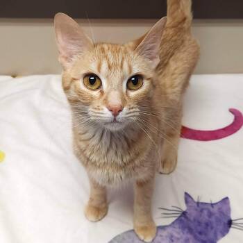 Tabby Cats Available for Adoption - Betty | PetCurious
