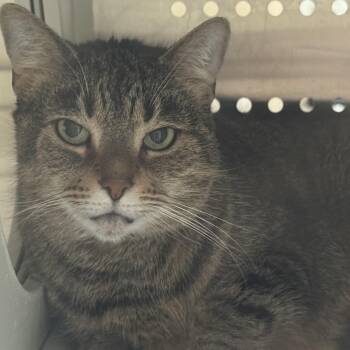 Zola -  Domestic Short Hair and Mixed Breed Cat for Adoption in Ashtabula, Ohio - Zola | PetCurious