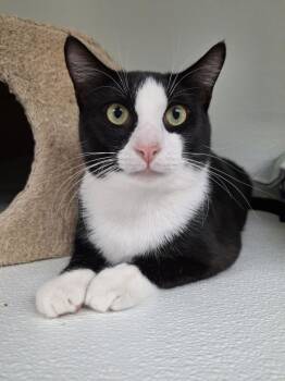 Rescue Domestic Short Hair Cats for Adoption in Rochester, New Hampshire - Buoy | PetCurious