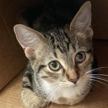 QQ -  Domestic Short Hair Cat for Adoption in Marion, Illinois - QQ | PetCurious