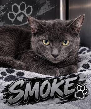 Smoke -  Domestic Short Hair Cat for Adoption in Shelbyville, Tennessee - Smoke | PetCurious