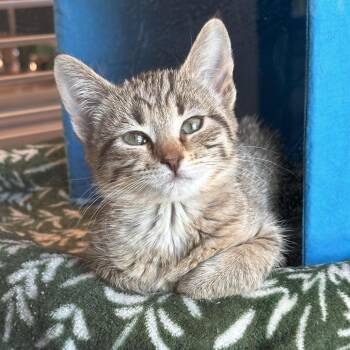 Trixie -  Domestic Short Hair Cat for Adoption in Hailey, Idaho - Trixie | PetCurious