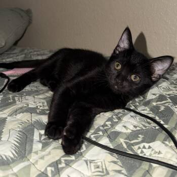 Milk -  Domestic Short Hair Cat for Adoption in Riverside, California - Milk | PetCurious