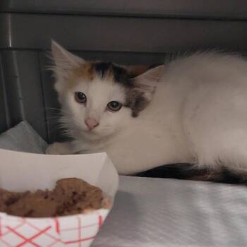 Ava -  Domestic Medium Hair Cat for Adoption in Salt Lake City, Utah - Ava | PetCurious