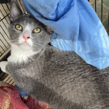 Rescue Domestic Short Hair Cats for Adoption in Washington, District Of Columbia - Grayden | PetCurious