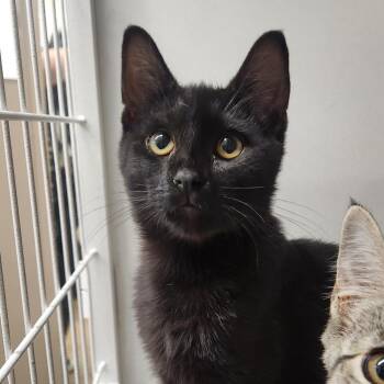 Blue -  Domestic Short Hair Cat for Adoption in Colorado Springs, Colorado - Blue | PetCurious