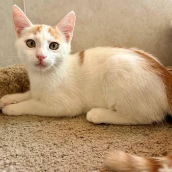 Dusty -  Domestic Short Hair Cat for Adoption in Mesquite, Nevada - Dusty | PetCurious