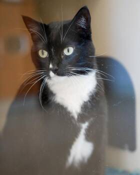 Princess -  Domestic Short Hair Cat for Adoption in Pequot Lakes, Minnesota - Princess | PetCurious