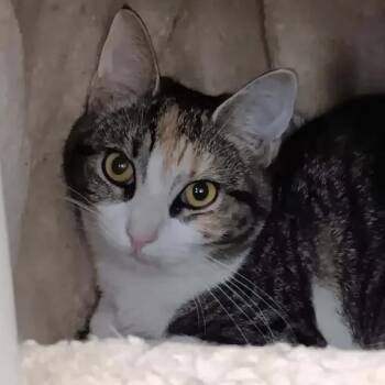 Firestar -  Domestic Short Hair Cat for Adoption in Winthrop, Maine - Firestar | PetCurious