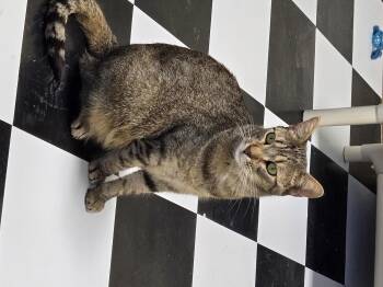 Rescue American Shorthair Cats for Adoption in Eglin Air Force Base, Florida - Nugget | PetCurious