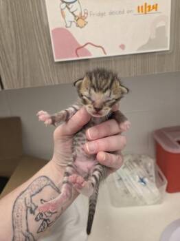 Eggplant Parmesan -  Domestic Short Hair Cat for Adoption in Kansas City, Missouri - Eggplant Parmesan | PetCurious