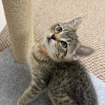 Fettuccine (Grand St Kitten 4) -  Domestic Short Hair Cat for Adoption in Westport, Connecticut - Fettuccine (Grand St Kitten 4) | PetCurious