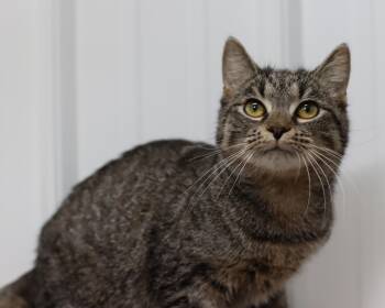 Rescue Domestic Short Hair Cats for Adoption in Lancaster, Ohio - Runa | PetCurious