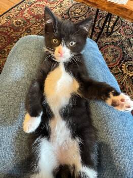 Opie -  Domestic Short Hair Cat Available for Adoption in Manhasset, New York - Opie | PetCurious