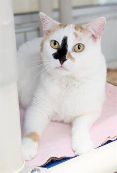 MOLLY -  Domestic Short Hair Cat for Adoption in Canfield, Ohio - MOLLY | PetCurious