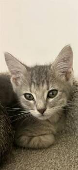 VOLLEY -  Domestic Medium Hair Cat for Adoption in Sugar Land, Texas - VOLLEY | PetCurious