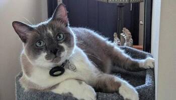 Mack -  Siamese and Snowshoe Cat for Adoption in San Jose, California - Mack | PetCurious