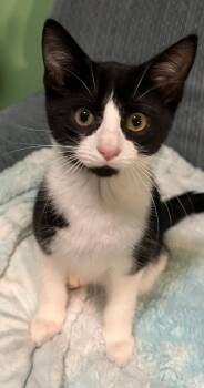 BEARDSLEY -  Domestic Short Hair Cat for Adoption in Chicago Ridge, Illinois - BEARDSLEY | PetCurious