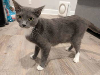 Rescue Domestic Short Hair Cats for Adoption in Ball Ground, Georgia - Fergi | PetCurious