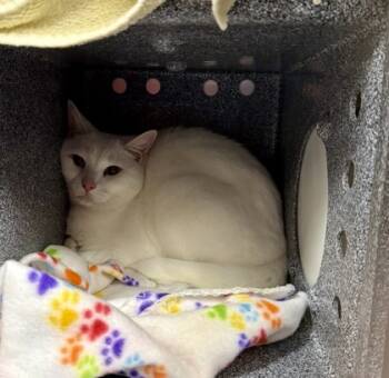 Rescue Domestic Short Hair Cats for Adoption in Daytona Beach, Florida - Dobby | PetCurious