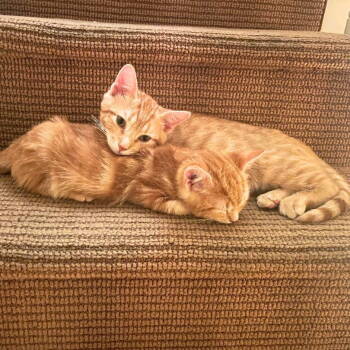 Rescue Domestic Short Hair Cats for Adoption - Hibiscus & Lychee | PetCurious