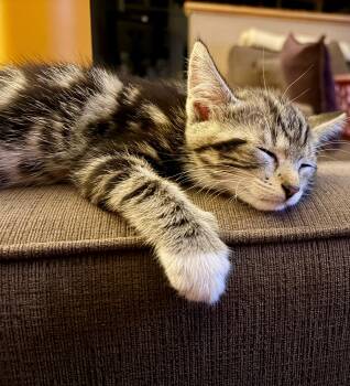 Tilly -  Domestic Short Hair Cat for Adoption in Westfield, New Jersey - Tilly | PetCurious