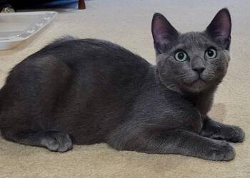 Fajita -  Domestic Short Hair Cat for Adoption in Sayreville, New Jersey - Fajita | PetCurious