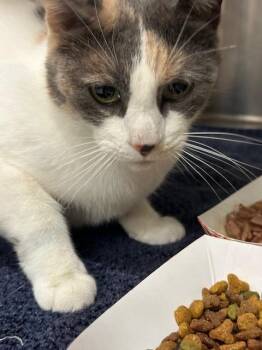 Domestic Short Hair Cats Available for Adoption - PANSY | PetCurious