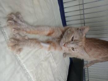 Rescue American Shorthair Cats for Adoption in Yuma, Arizona - Strombolie | PetCurious