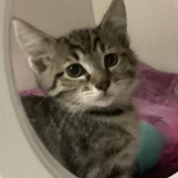 Canoe (purple collar) -  Domestic Short Hair Cat for Adoption in Redwood City, California - Canoe (purple Collar) | PetCurious
