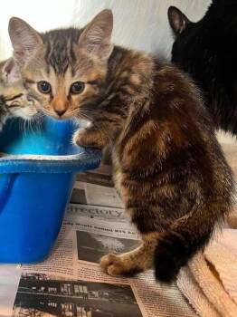 Tater Salad -  Domestic Short Hair Cat for Adoption in Peru, New York - Tater Salad | PetCurious