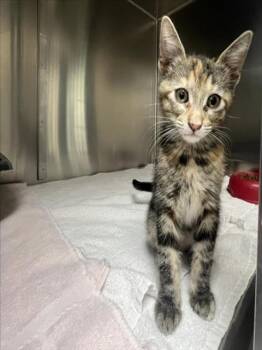 COOKIE -  Domestic Short Hair Cat for Adoption in Santa Fe, New Mexico - COOKIE | PetCurious